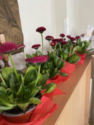 MDŽ 2025 - Nová Bašta